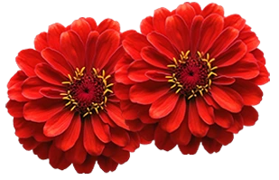 Floral spa decoration - Ragini Wellness Center